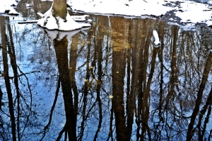 cold, reflection, water, still, tree, trees, forest, woods, wood, snow, ice, winter, Pemberton, Maryland, MD, eastern shore