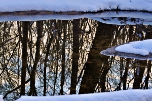 cold, reflection, water, still, tree, trees, forest, woods, wood, snow, ice, winter, Pemberton, Maryland, MD, eastern shore