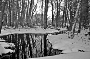 cold, reflection, water, still, tree, trees, forest, woods, wood, snow, ice, winter, Pemberton, Maryland, MD, eastern shore, stream, creek
